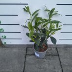 Vavrínovec lekársky (Prunus Laurocerasus) ´CAUCASICA´ - výška 30-40 cm, kont. C3L (-21°C)